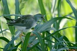 Azure Gallinule