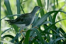 Azure Gallinule