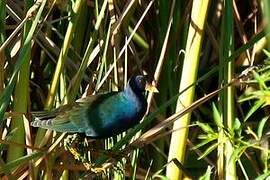 Purple Gallinule