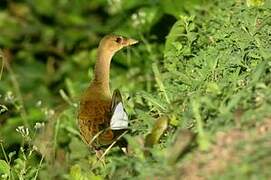 Purple Gallinule