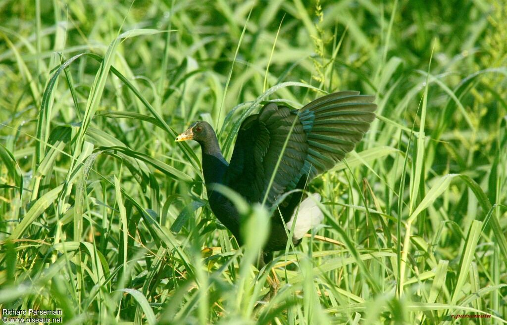 Purple Gallinule