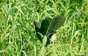 Purple Gallinule