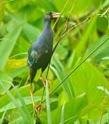 Purple Gallinule