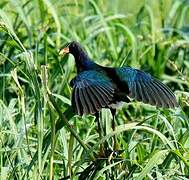 Purple Gallinule