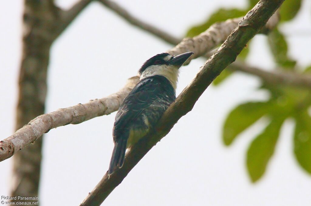 Guianan Puffbirdadult