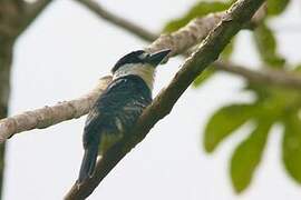 Guianan Puffbird