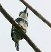 Guianan Puffbird