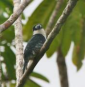 Guianan Puffbird