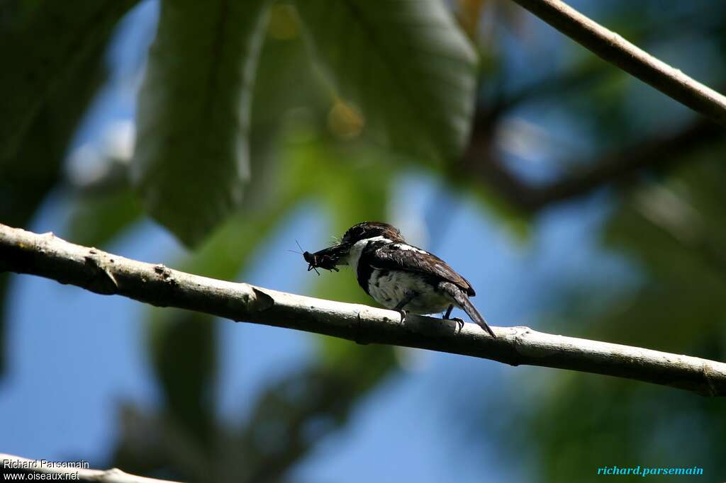 Pied Puffbirdadult, feeding habits, fishing/hunting