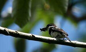 Pied Puffbird