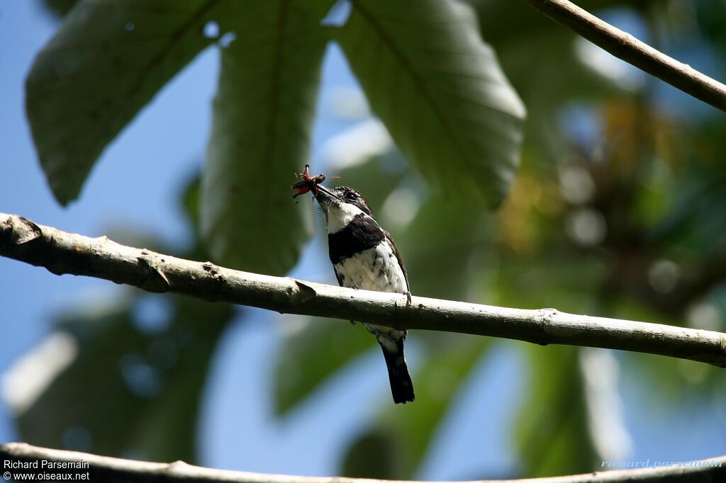 Pied Puffbirdadult