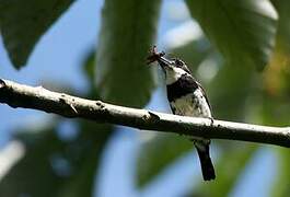 Pied Puffbird