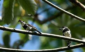 Pied Puffbird