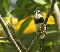 Pied Puffbird