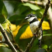 Pied Puffbird