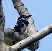 Pied Puffbird