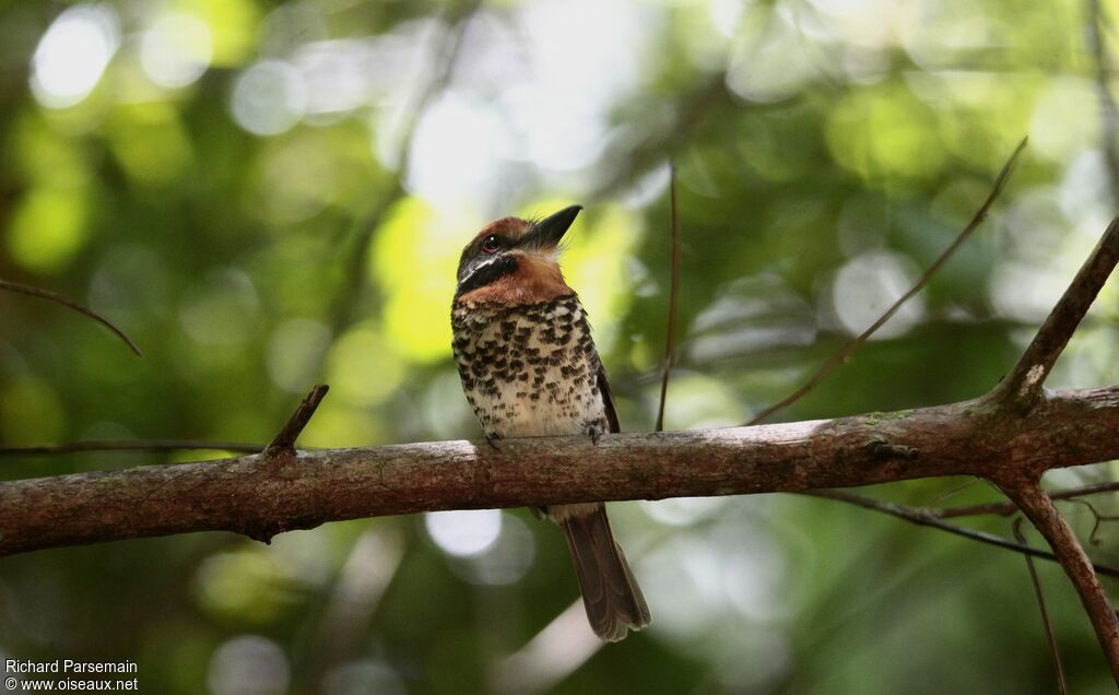 Spotted Puffbird