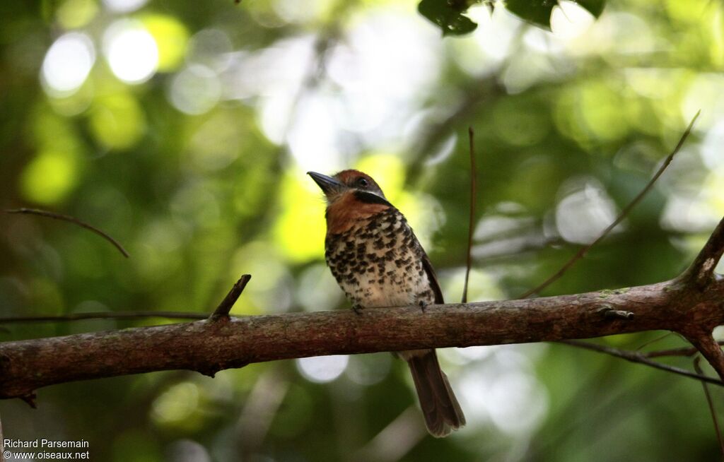 Spotted Puffbird