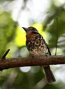 Spotted Puffbird