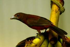 Silver-beaked Tanager