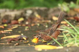 Silver-beaked Tanager