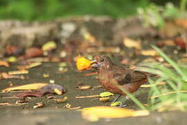 Silver-beaked Tanager