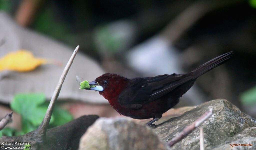 Silver-beaked Tanager male adult