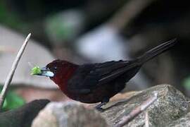 Silver-beaked Tanager