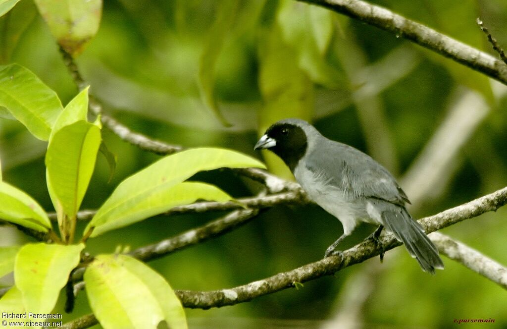 Tangara à camailadulte