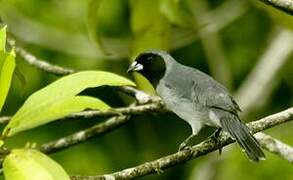 Black-faced Tanager