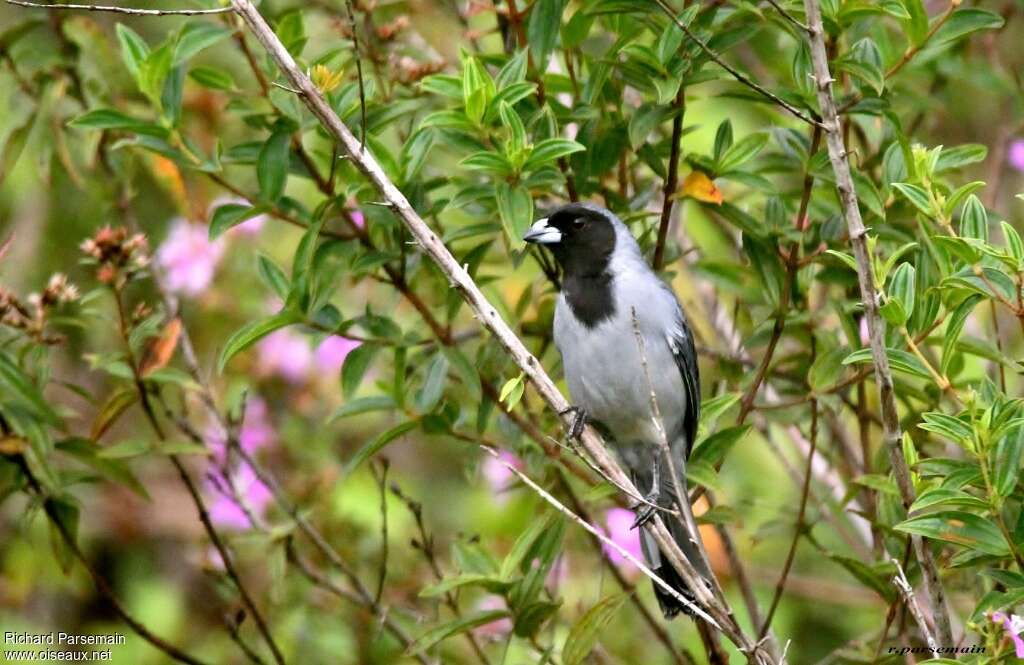 Black-faced Tanageradult, habitat