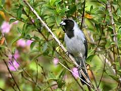 Black-faced Tanager