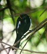 Fulvous-crested Tanager