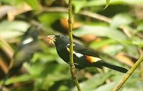 Fulvous-crested Tanager