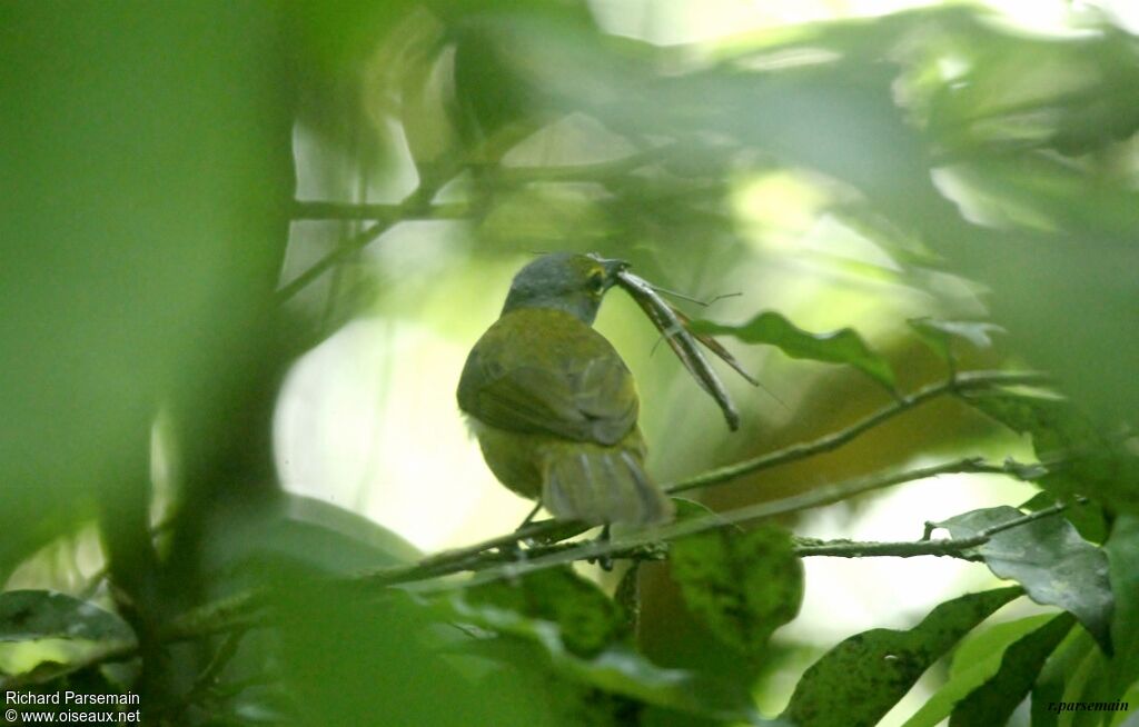 Fulvous-crested Tanager female adult