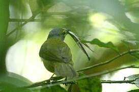Fulvous-crested Tanager