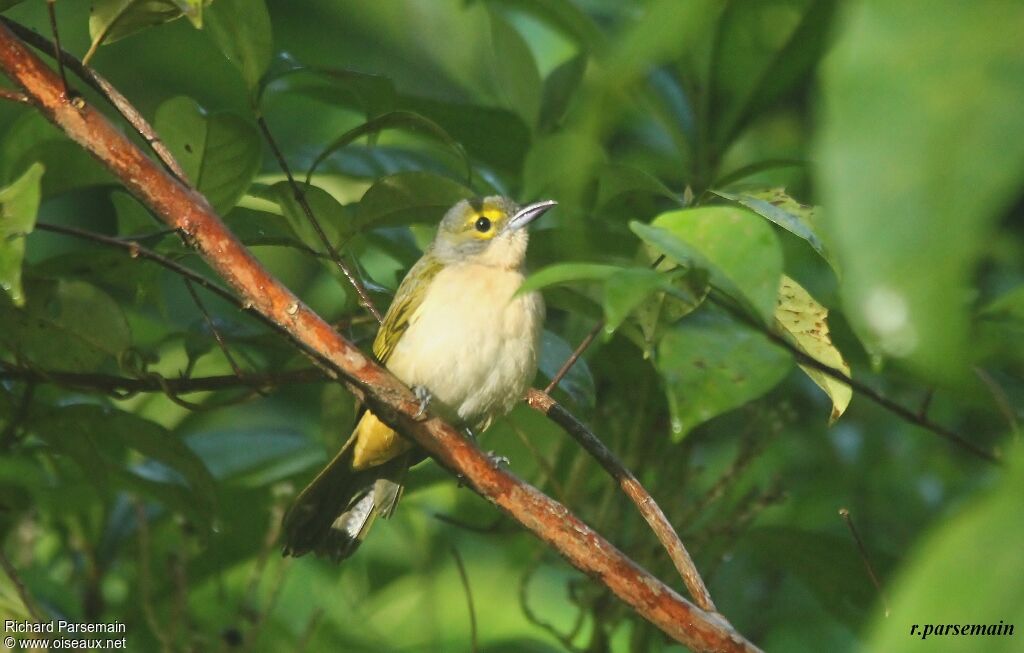 Fulvous-crested Tanager female adult