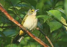 Fulvous-crested Tanager