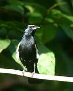 Fulvous-crested Tanager