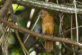 White-lined Tanager