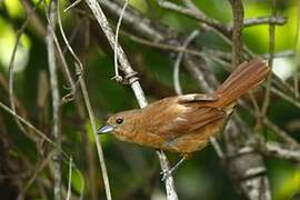 White-lined Tanager