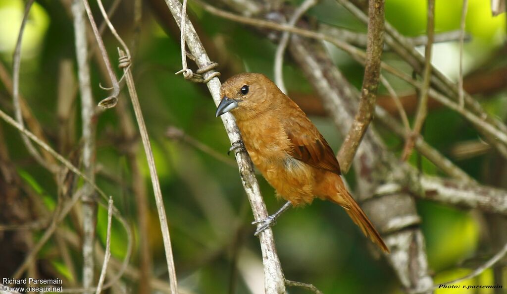 White-lined Tanager female adult