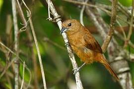 White-lined Tanager