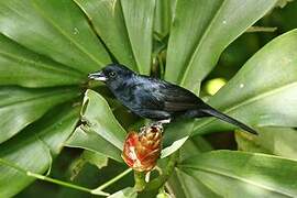 White-lined Tanager