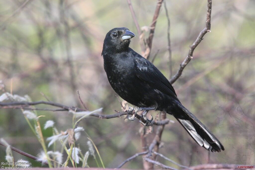 White-lined Tanageradult