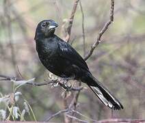 White-lined Tanager