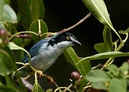 Hooded Tanager