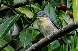 Hooded Tanager