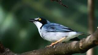 Hooded Tanager