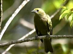 Palm Tanager